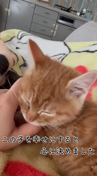 アゴを撫でられる子猫