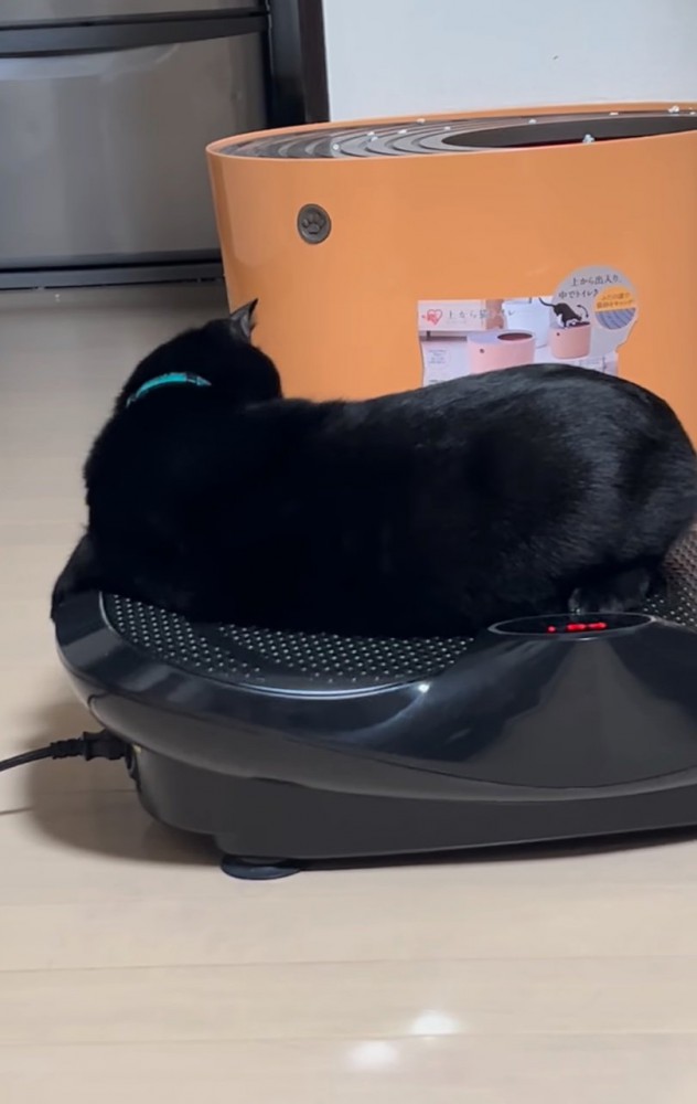 ブルブルマシンに乗る黒猫6