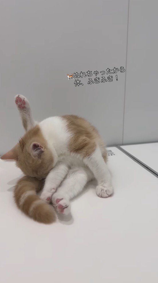 浴槽の蓋の上に座って片足を上げる子猫