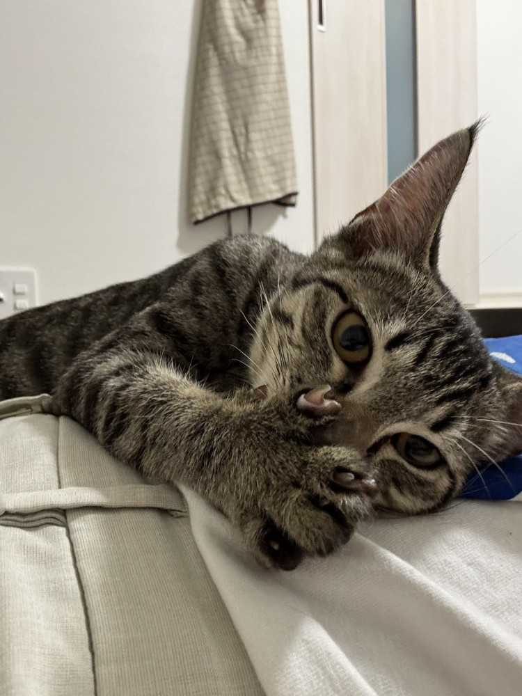 カメラ目線のくぅちゃん