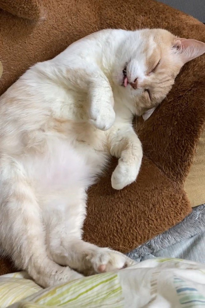 仰向けで寝る猫