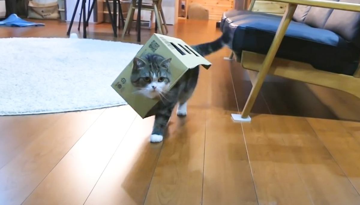 猫 愛の箱を覗く ※額装済み 3匹の猫に同じサイズの箱をプレゼントしてみると…… モフモフが