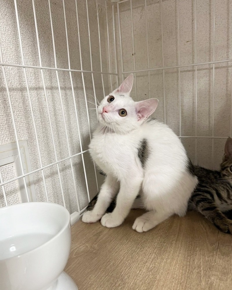 おすわりする猫