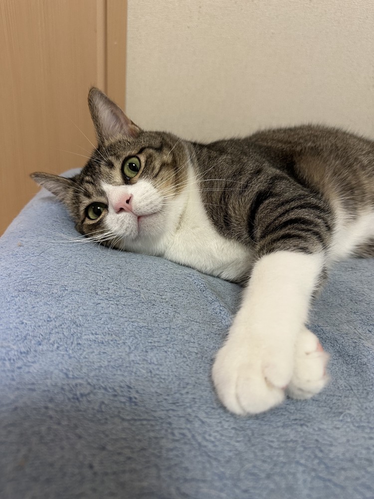 横たわるキジ白猫