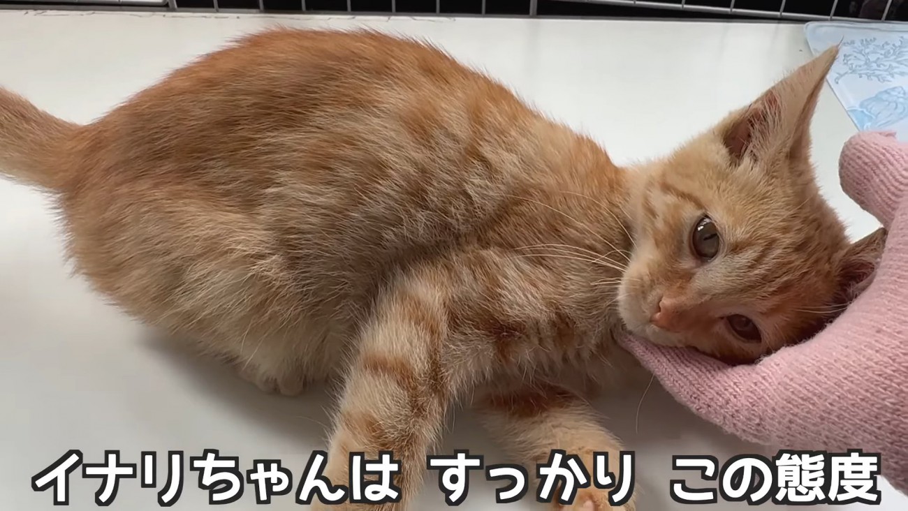 人の手に顔を乗せて甘える子猫