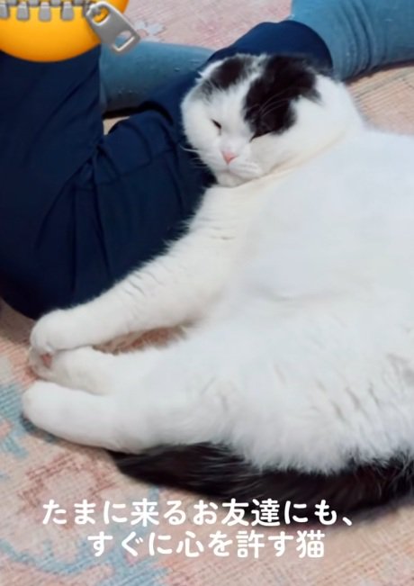 人間の足を枕にして寝る猫