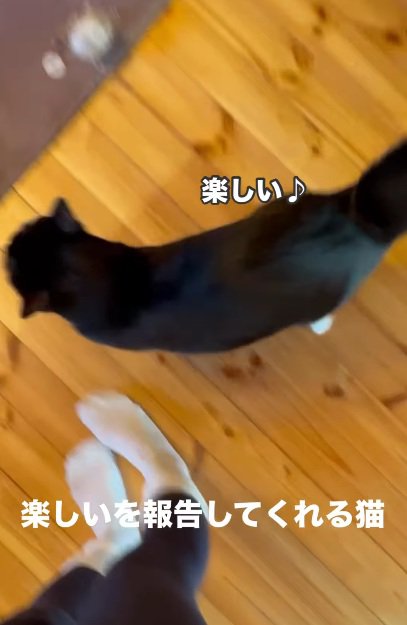 飼い主の足元にやってくる猫