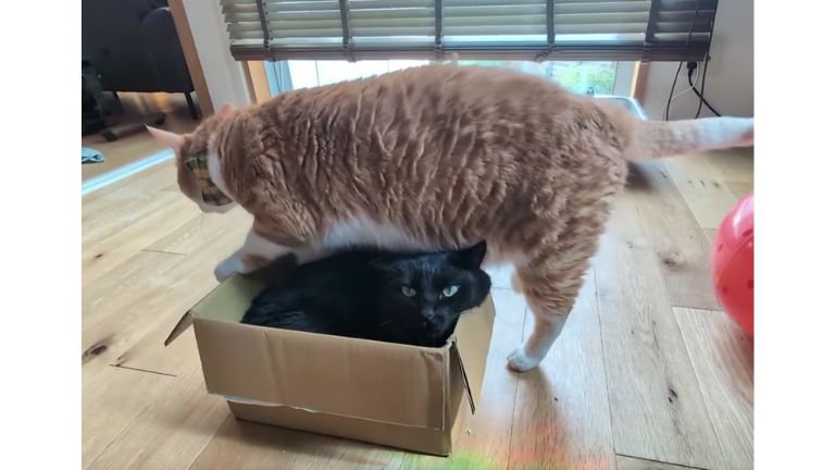 箱に入っている黒猫