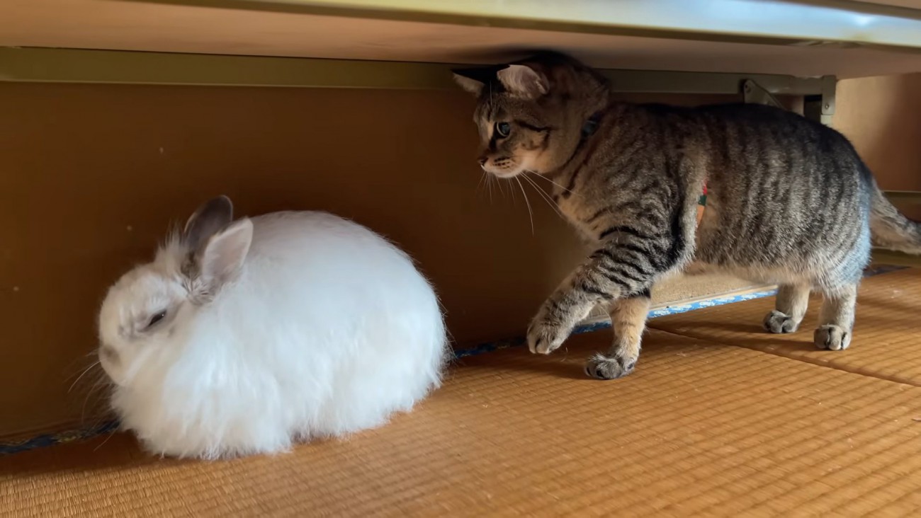 ウサギの後ろに立つ猫