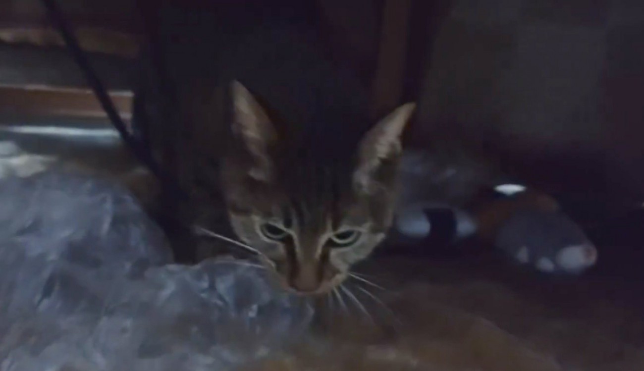 「ダイジ」と一緒のランちゃん