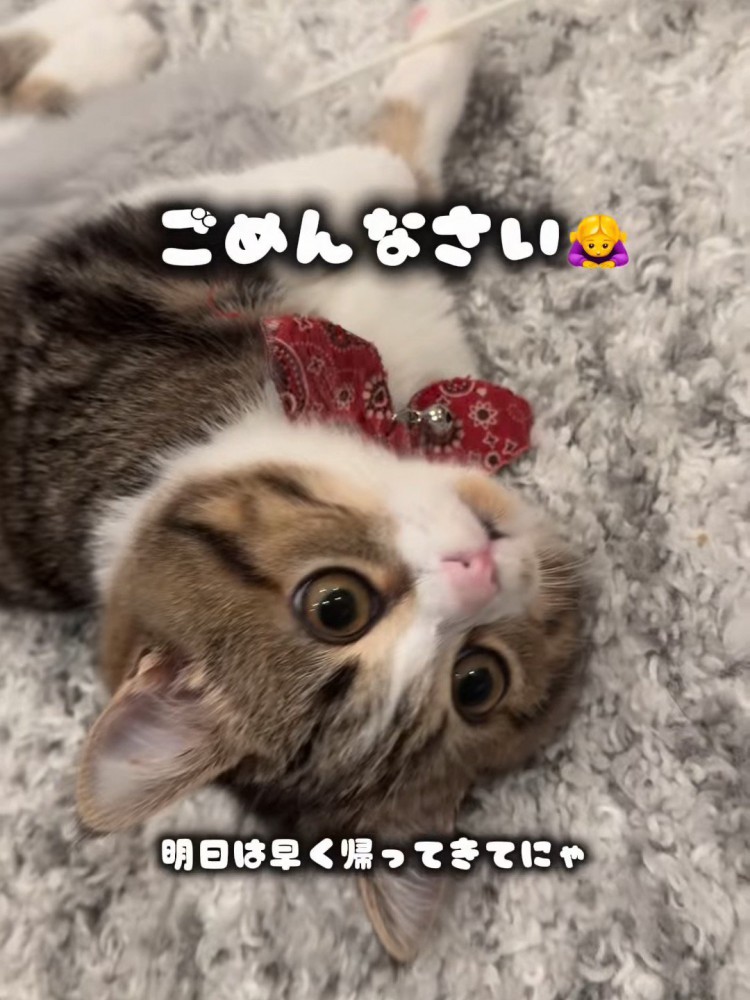 寝そべる猫