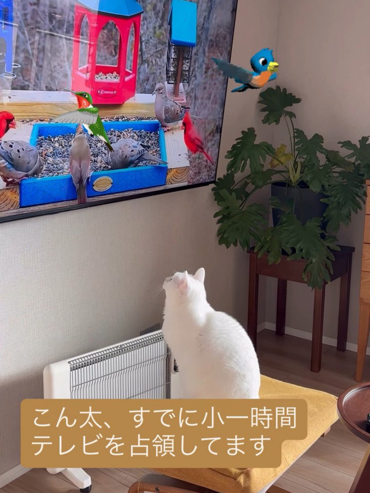 テレビを見る猫