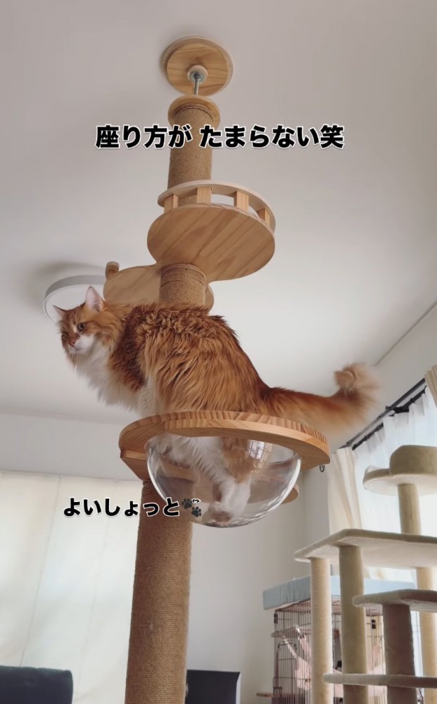 キャットタワーに登る猫3