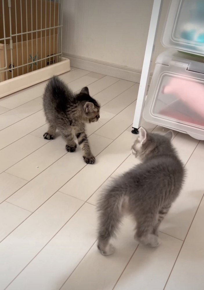 後ろを見つめる子猫