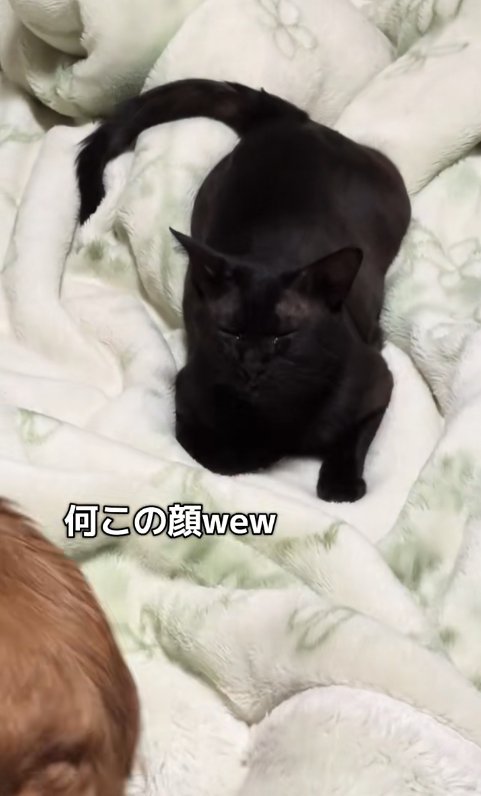 目を瞑っている猫と見切れている犬のお尻