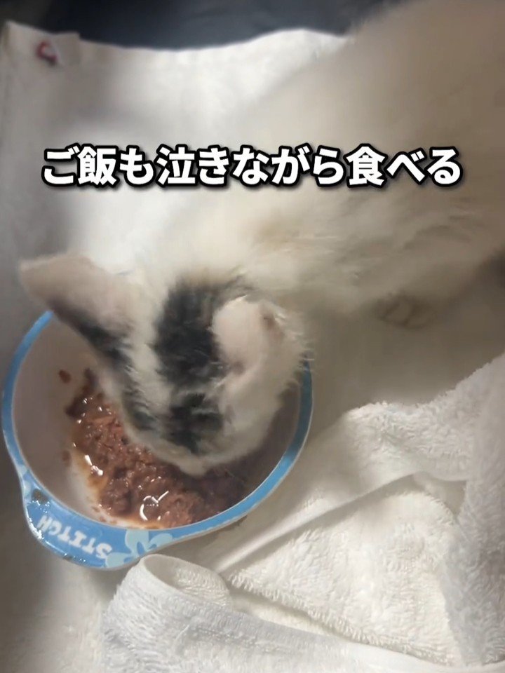 ごはんを食べる子猫