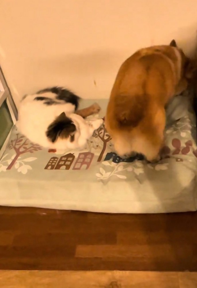 足場を固める犬