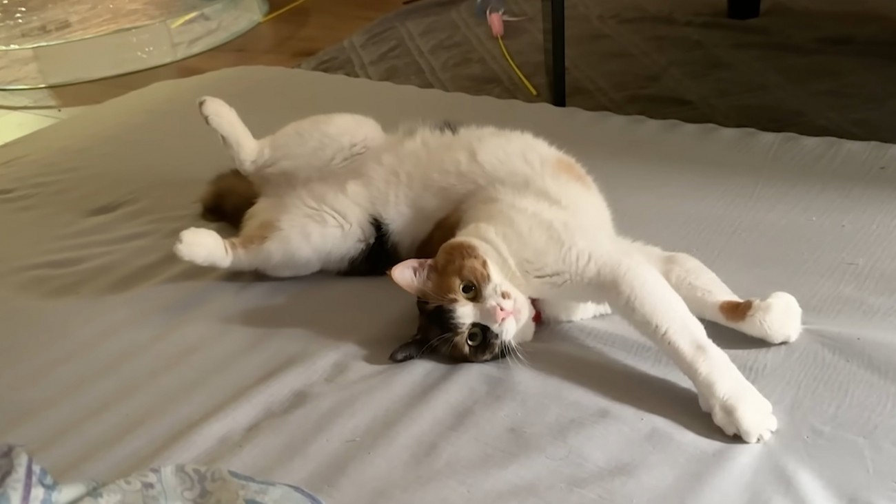 ベッドの上で手を前に伸ばしてひっくり返る猫