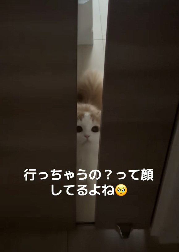 寂しがる猫