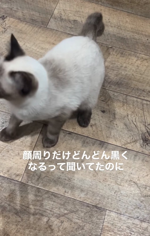しっぽと足先が黒い猫