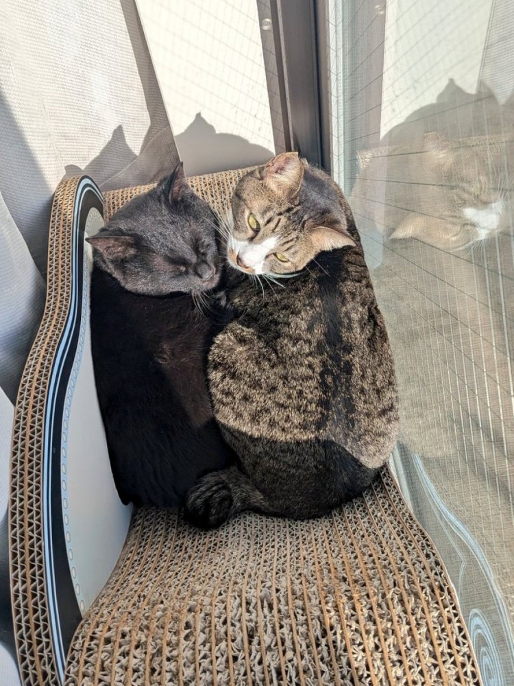窓辺の爪とぎでくつろぐ2匹の猫