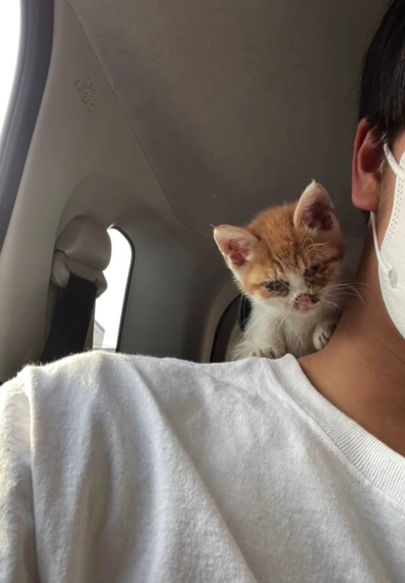 肩にのっている子猫