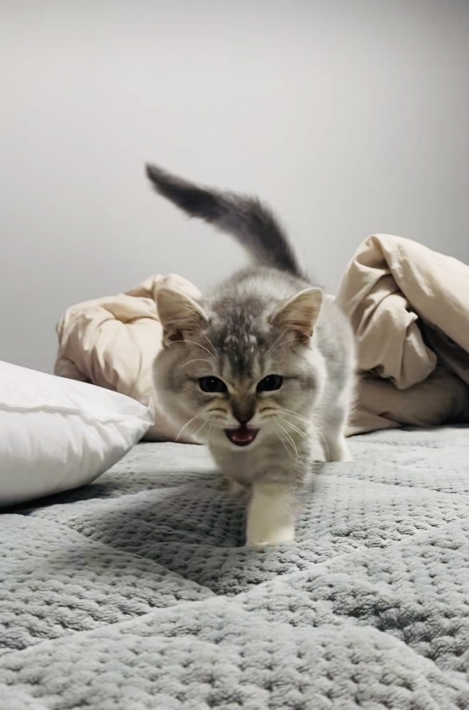 ベッドの上でママに向かって歩く子猫