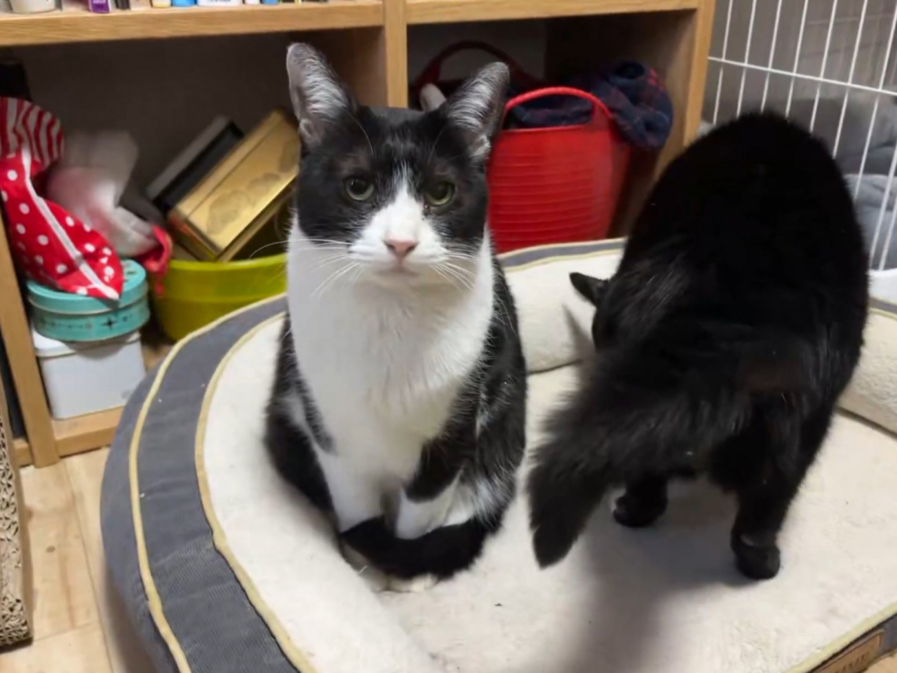 座っているハチワレ猫とペットベッドに飛び乗った黒猫