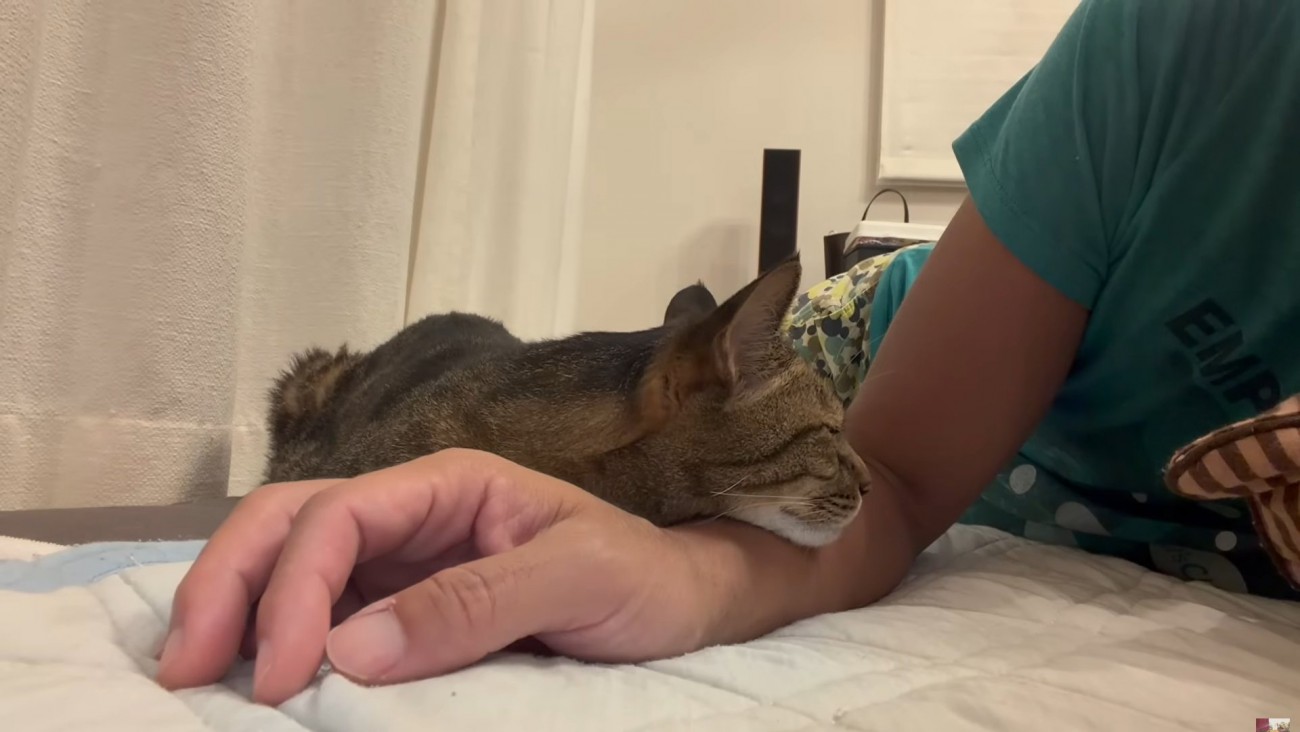 飼い主の腕にあごを乗せるキジトラ