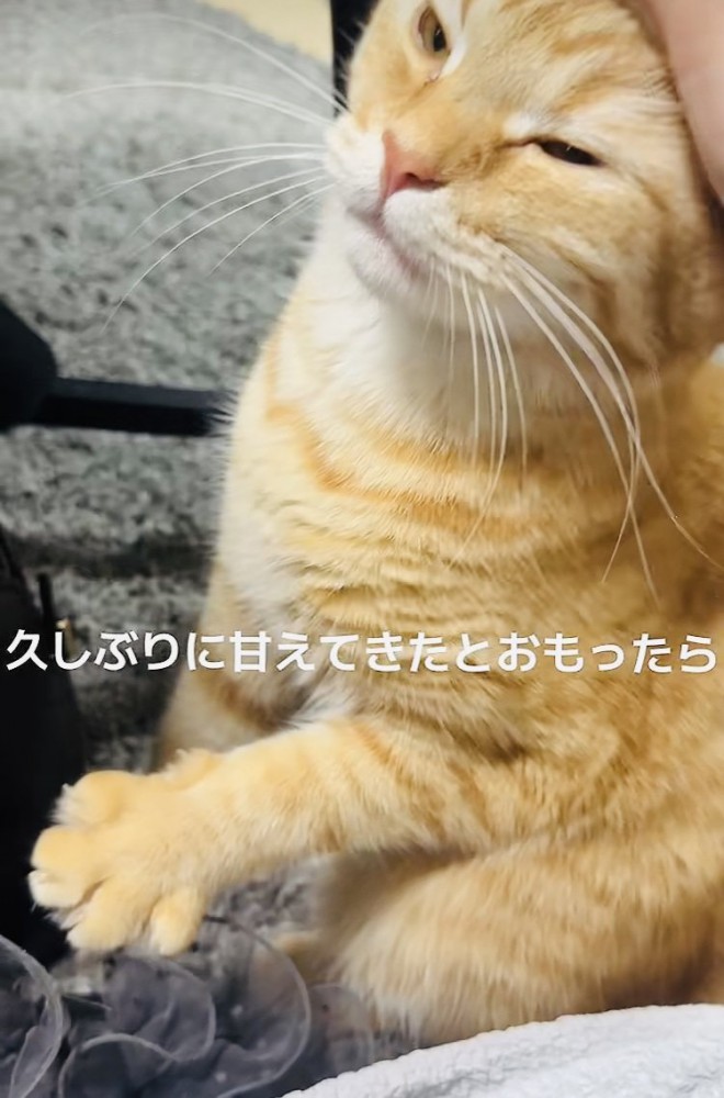 飼い主さんに頭を撫でられるマンチカン