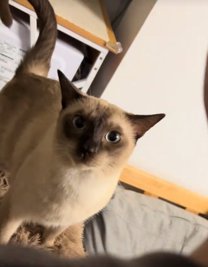 カメラ目線の猫