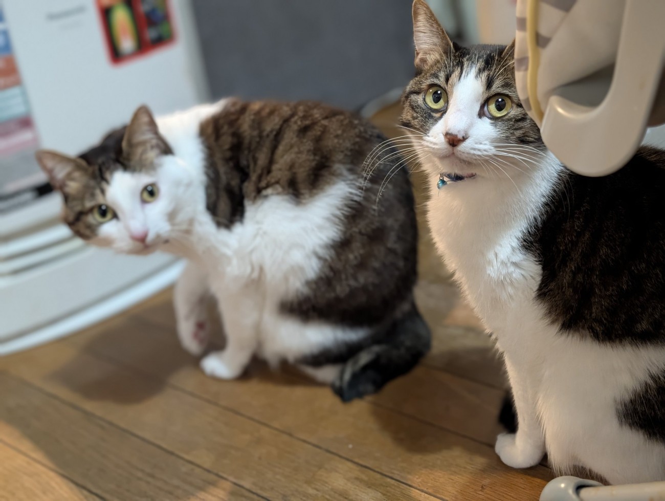 キジ白柄の姉妹猫