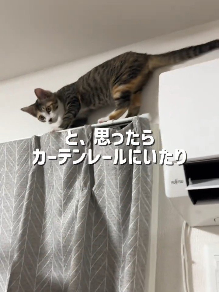 カーテンレールに乗る子猫