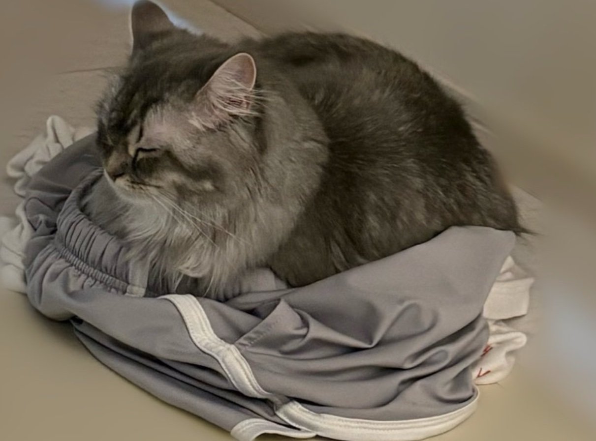 目を閉じて休む猫