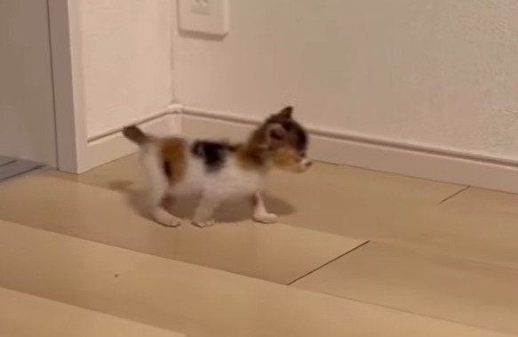 再び歩き出したつむぎちゃん