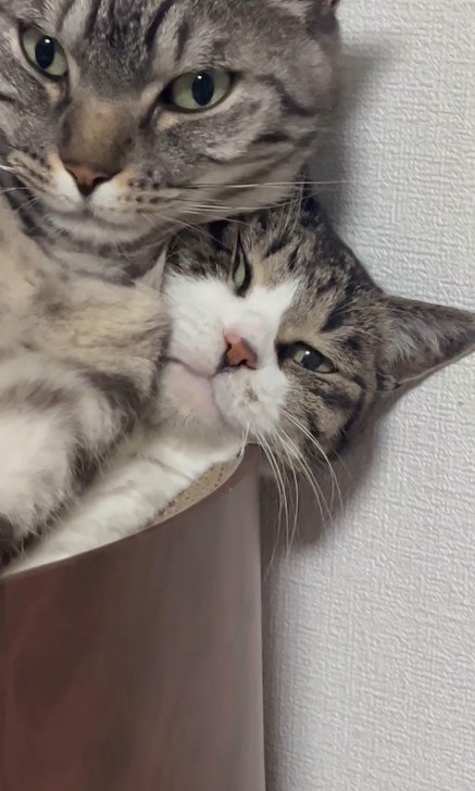 猫用ベッドの中の2匹の猫
