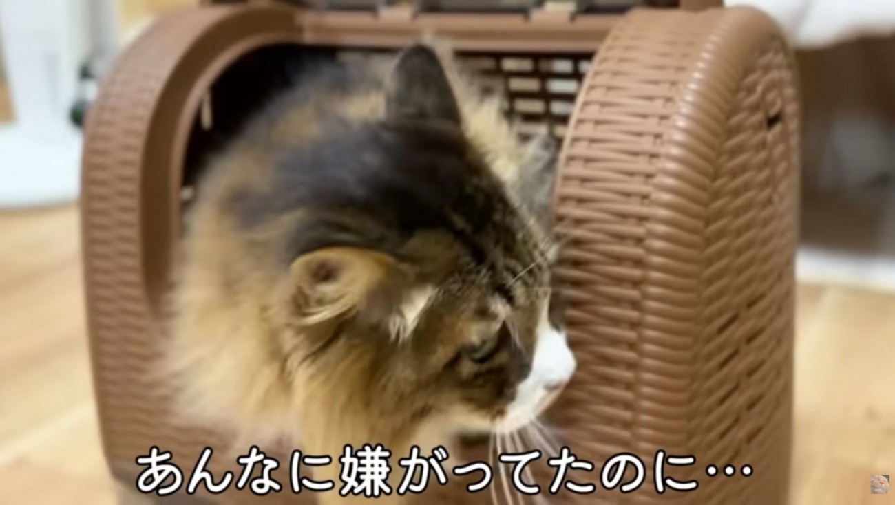 キャリーに入るぽこまる