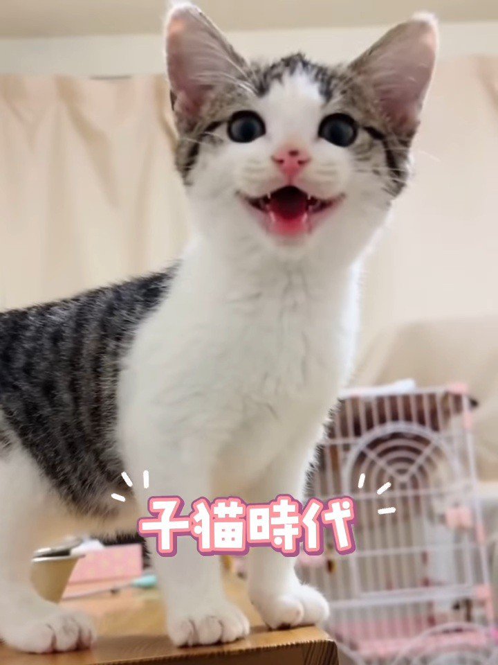 鳴いている子猫