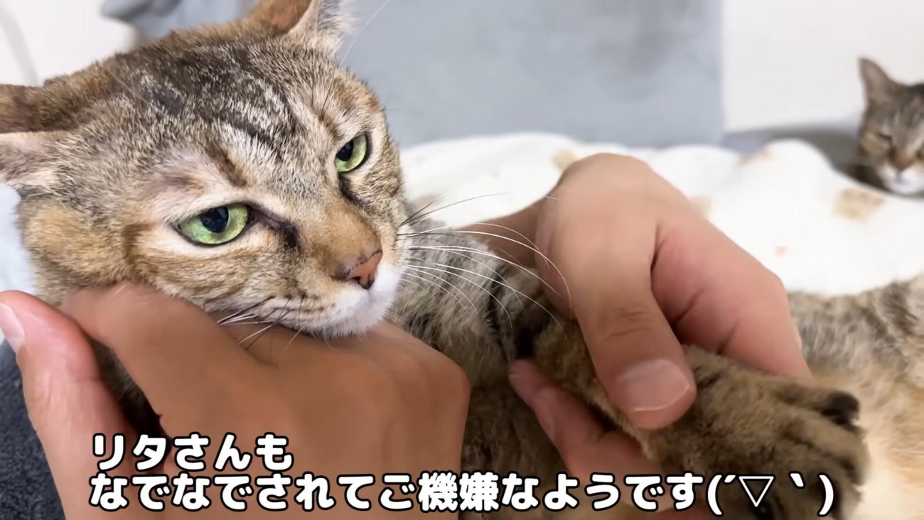 だっこされるリタちゃん