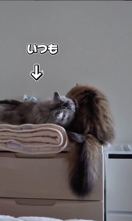 グルーミングをしている猫とされている猫
