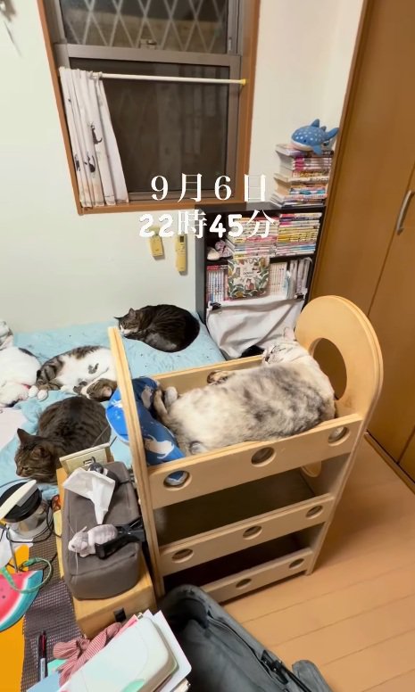 寝る猫