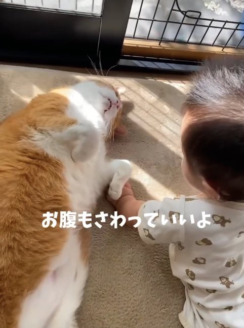 赤ちゃんに向かってお腹を見せている猫