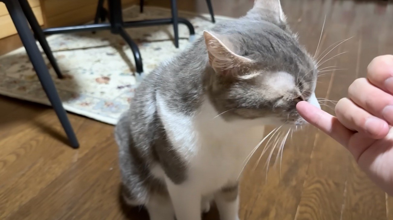 投稿者の指に頭を近づける猫