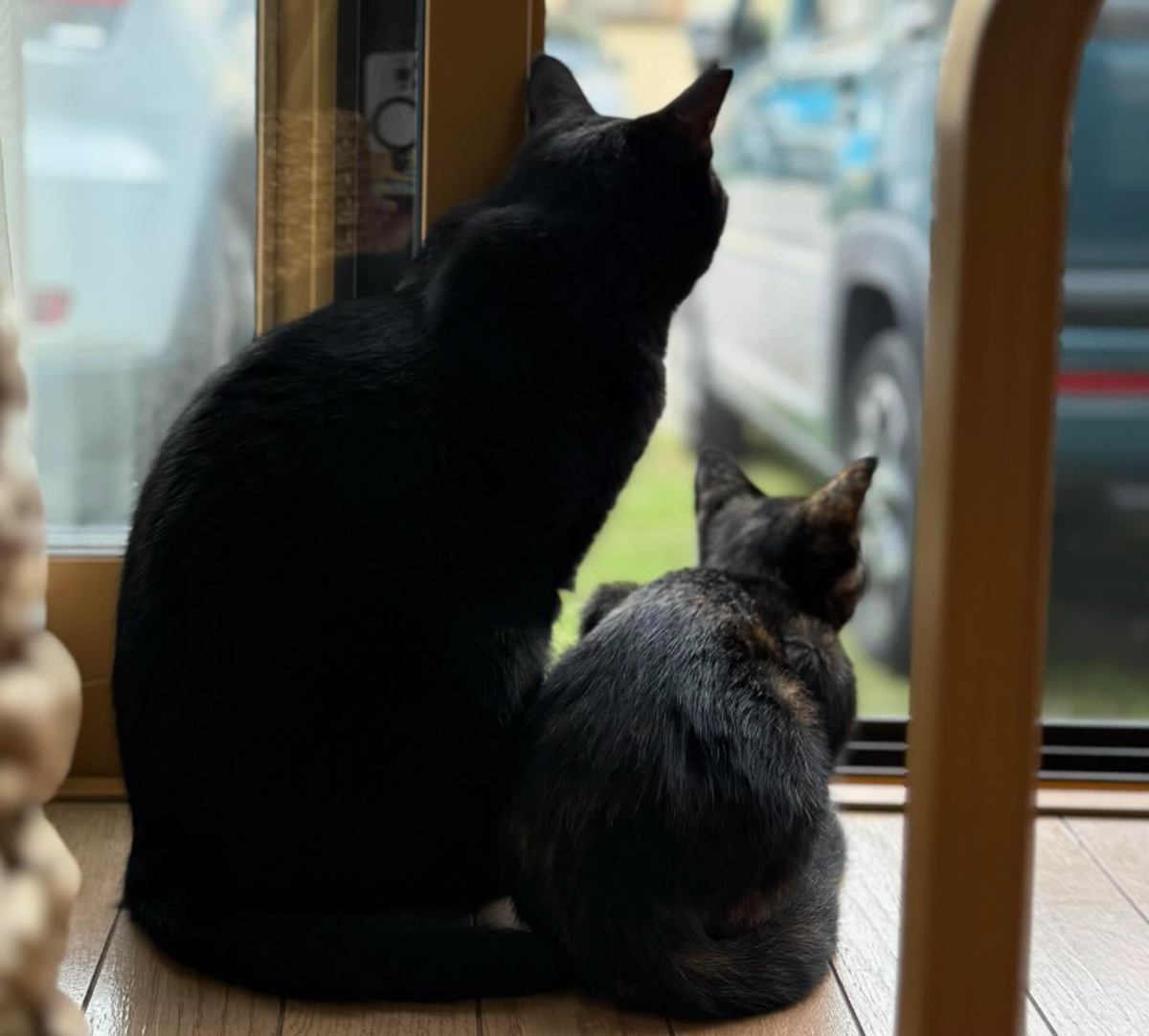 外を眺める2匹の猫