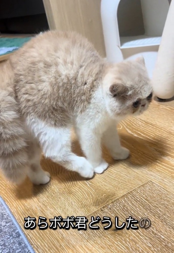やんのかポーズの猫