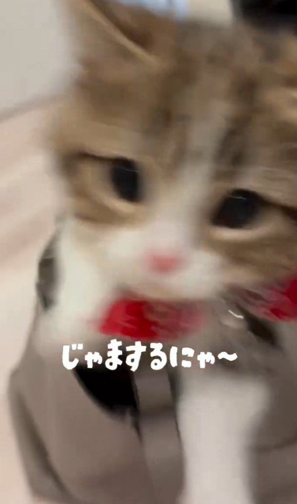 ぶれる猫