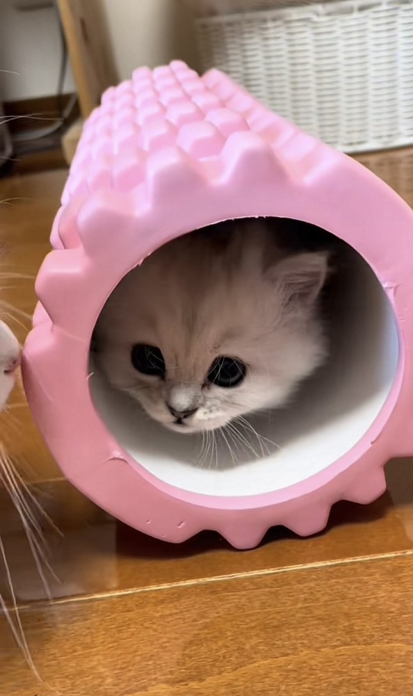 筋膜ローラーに入る猫の写真