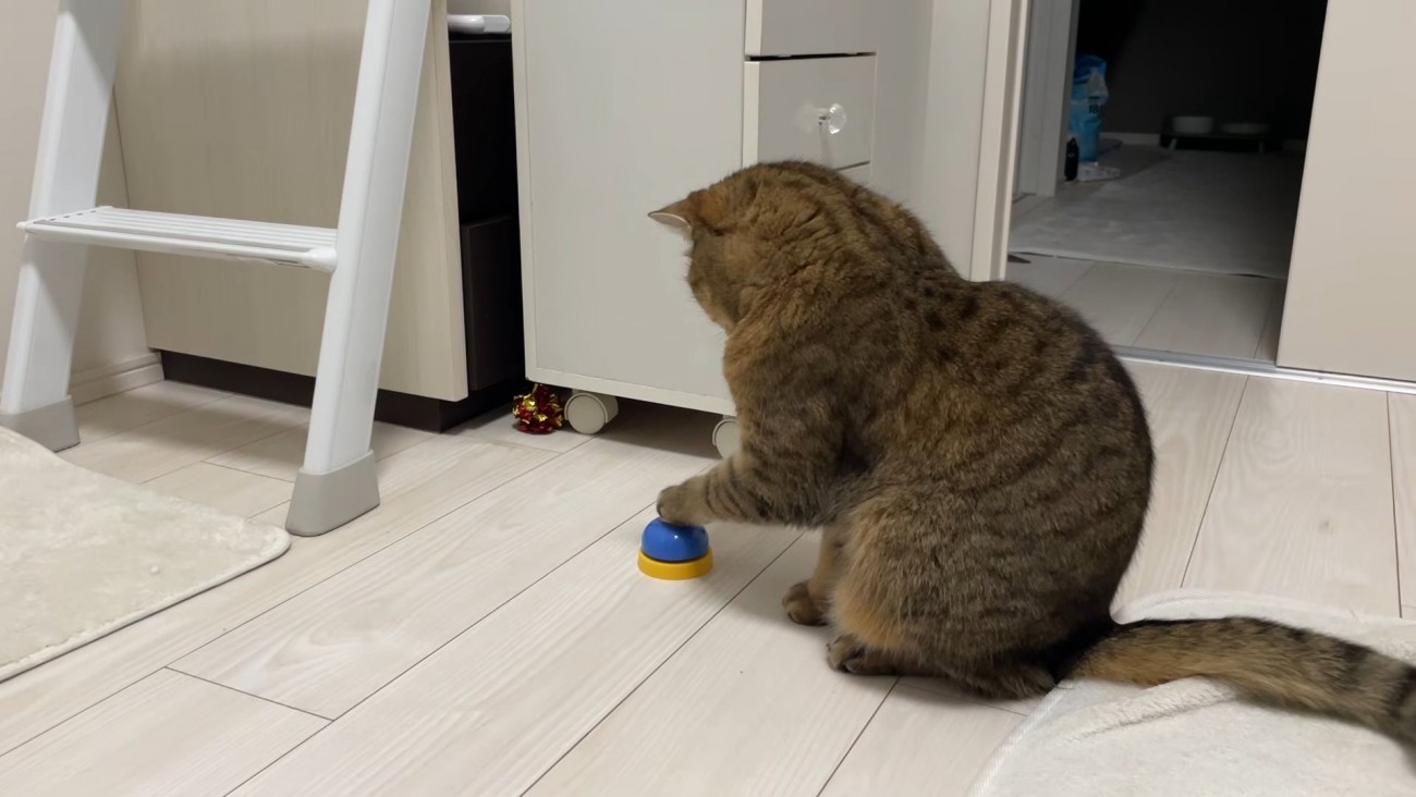 左手をベルに乗せ尾を白い敷物の上に乗せた猫の横姿