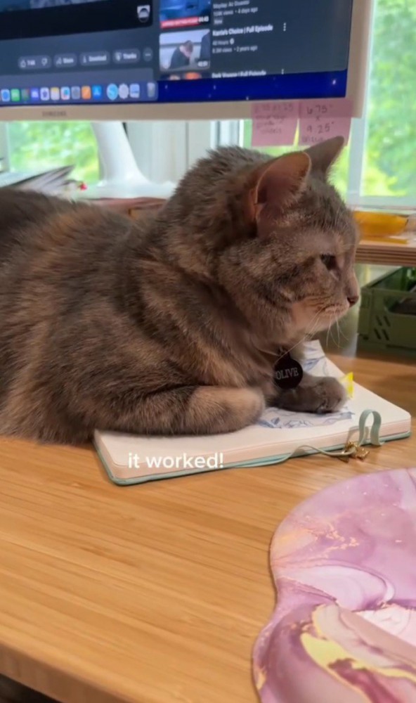 ノートの上で右を向いて休む猫