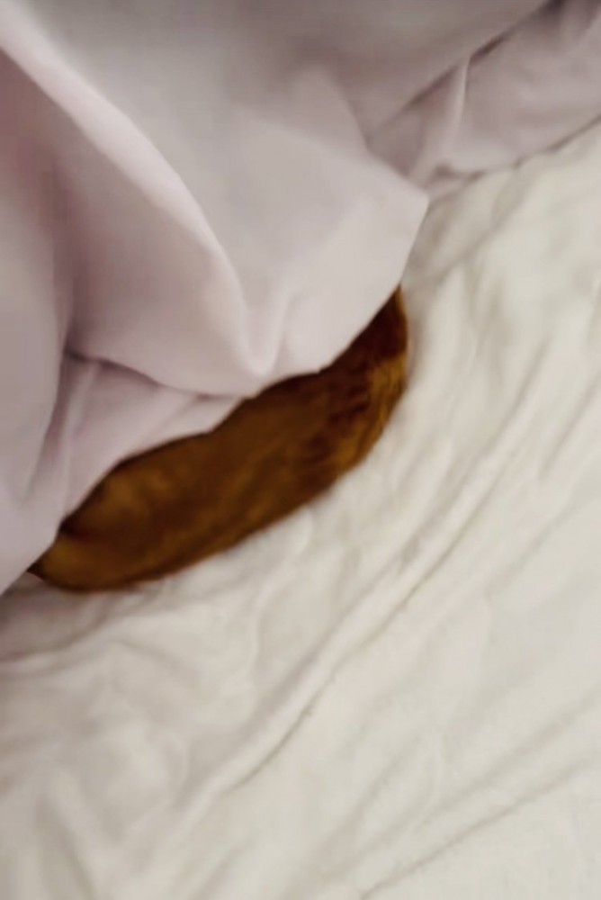 布団の中で寝る茶トラ猫